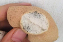 Reasons Why Makeup Puffs Get Moldy